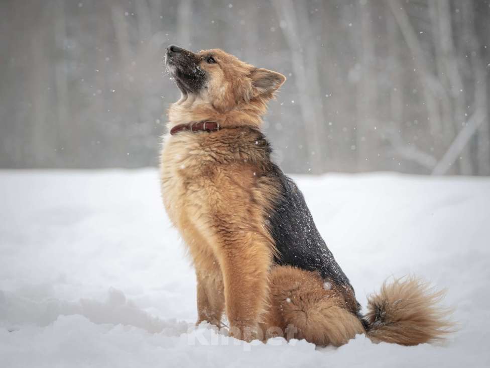 Собаки в Клине: Фисташка — роскошная красавица готова стать частью вашей семьи Девочка, Бесплатно - фото 8