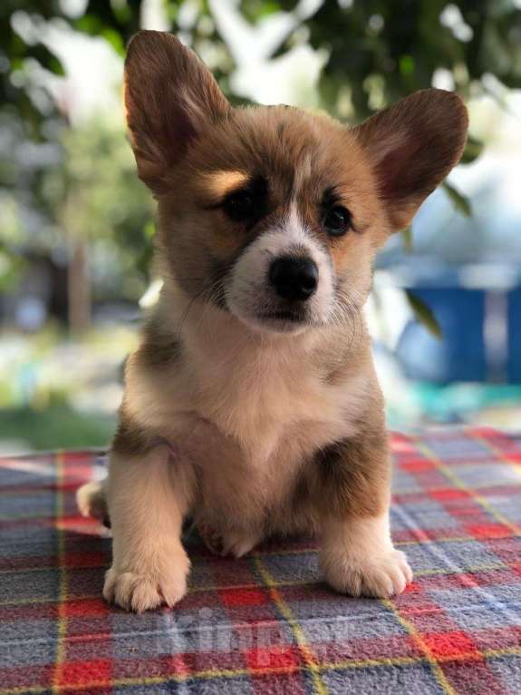 Собаки в Ростове-на-Дону: Шикарный мальчишка Вельш корги пемброк  Мальчик, 60 000 руб. - фото 2