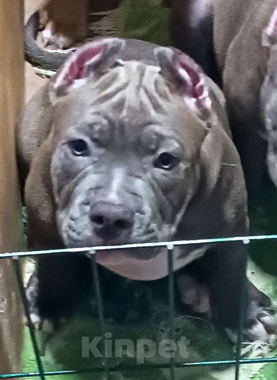 Собаки в Новосибирске: Щенки американского булли Девочка, 90 000 руб. - фото 4