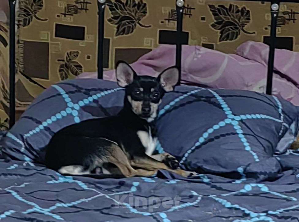 Собаки в Мариинском Посаде: Ищу хозяина Мальчик, 1 000 руб. - фото 1