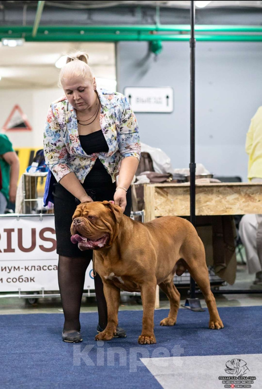 Собаки в Москве: Щенок. Кобель. Бордоский дог.  Мальчик, 120 000 руб. - фото 2