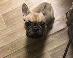 Собаки в Волгограде: Французский бульдог Девочка, 10 руб. - фото 1