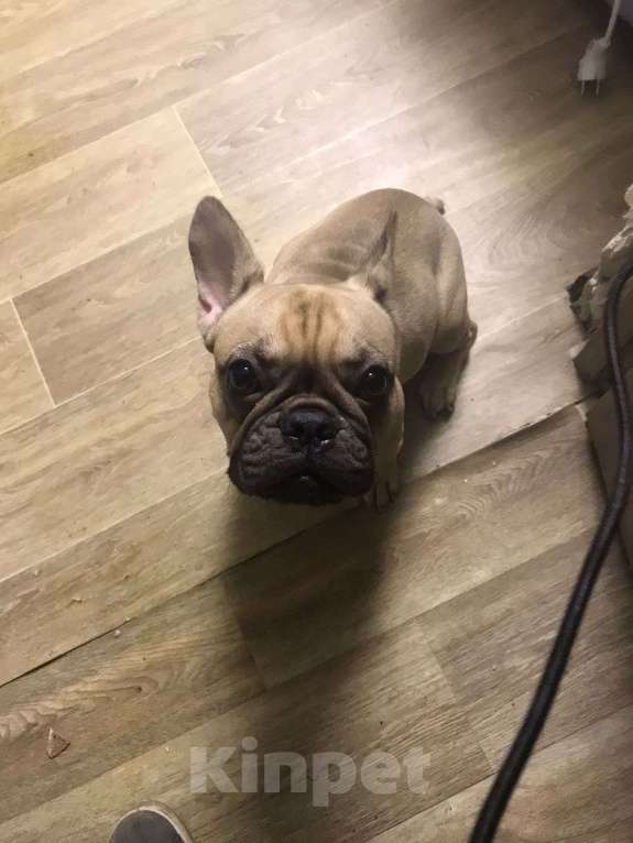 Собаки в Волгограде: Французский бульдог Девочка, 10 руб. - фото 1