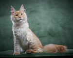 Кошки в Барнауле: Мейн-кун из питомника Мальчик, 50 000 руб. - фото 8