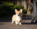 Собаки в Воронеже: Щенки Вельш Корги Пемброк Девочка, 75 000 руб. - фото 2