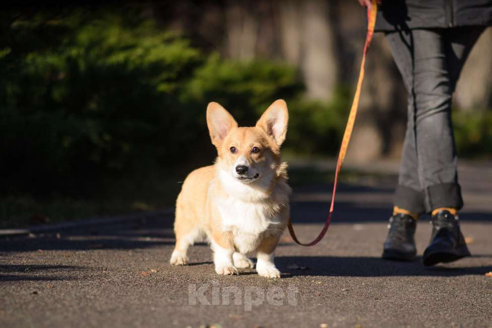 Собаки в Воронеже: Щенки Вельш Корги Пемброк Девочка, 75 000 руб. - фото 2