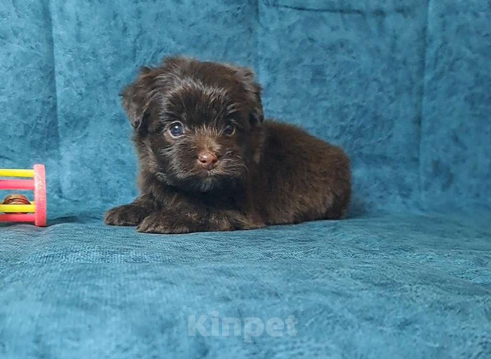 Собаки в Санкт-Петербурге: Шоколадный йорк Мальчик, 80 000 руб. - фото 4