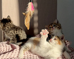 Кошки в Москве: Котята в добрые руки Разнополые, Бесплатно - фото 7