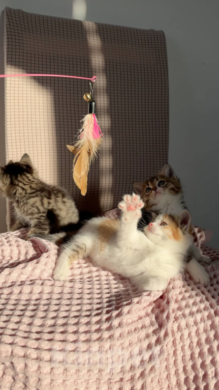 Кошки в Москве: Котята в добрые руки Разнополые, Бесплатно - фото 7