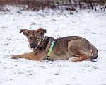 Собаки в Москве: Скромный Старк в поисках заботливой семьи Мальчик, Бесплатно - фото 2