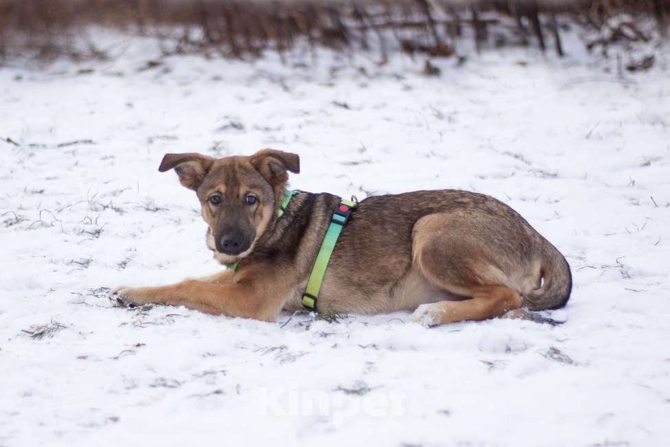 Собаки в Москве: Скромный Старк в поисках заботливой семьи Мальчик, Бесплатно - фото 2