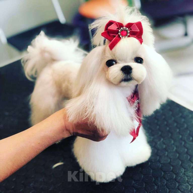 Собаки в Казани: Шенки от хороших производителей Разнополые, 50 000 руб. - фото 7