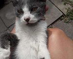 Кошки в Арзамасе: Котики, Бесплатно - фото 2