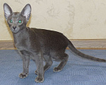 Кошки в Краснодаре: Ориентальный котенок Мальчик, 15 000 руб. - фото 3
