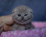 Кошки в Тольятти: Вислоухий кот Мальчик, 50 000 руб. - фото 1