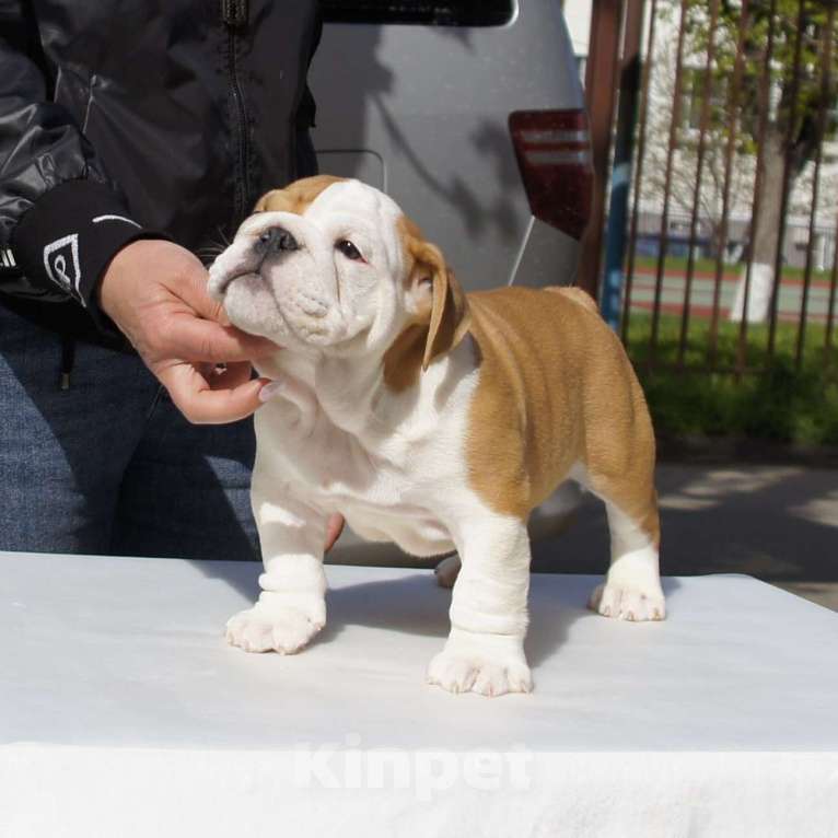 Собаки в Краснодаре: Английский бульдог, алиментный мальчик Мальчик, Бесплатно - фото 4