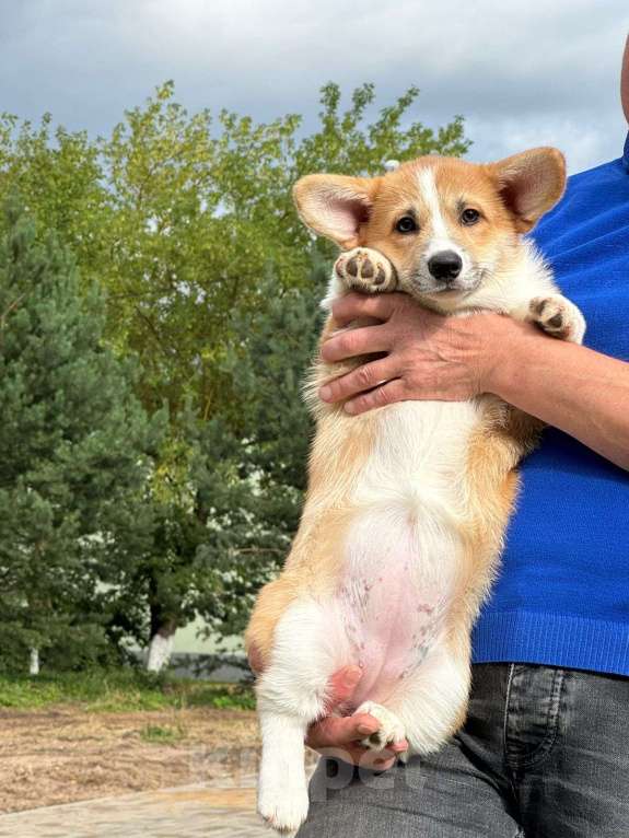 Собаки в других городах Тверской области: Щебетунья Птичка из Дома Левшовой Девочка, 50 000 руб. - фото 3
