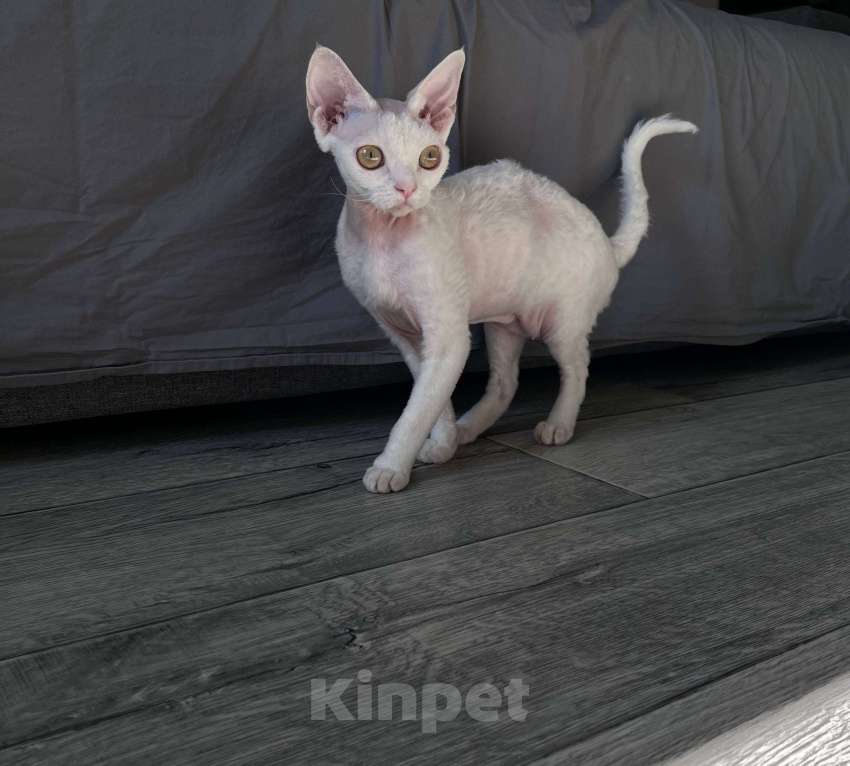 Кошки в Казани: Девон-рекс кошка Девочка, 50 000 руб. - фото 8