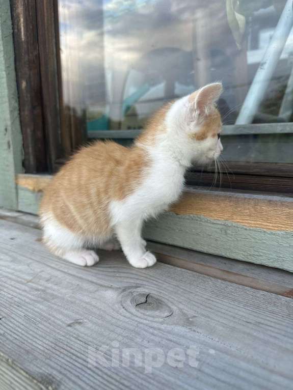 Кошки в Москве: Милый котёнок Драго ищет дом мечты Мальчик, Бесплатно - фото 4