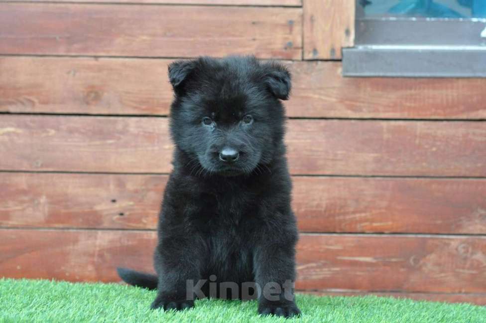 Собаки в Воронеже: Немецкая овчарка редкого зонарного окраса Мальчик, 70 000 руб. - фото 3