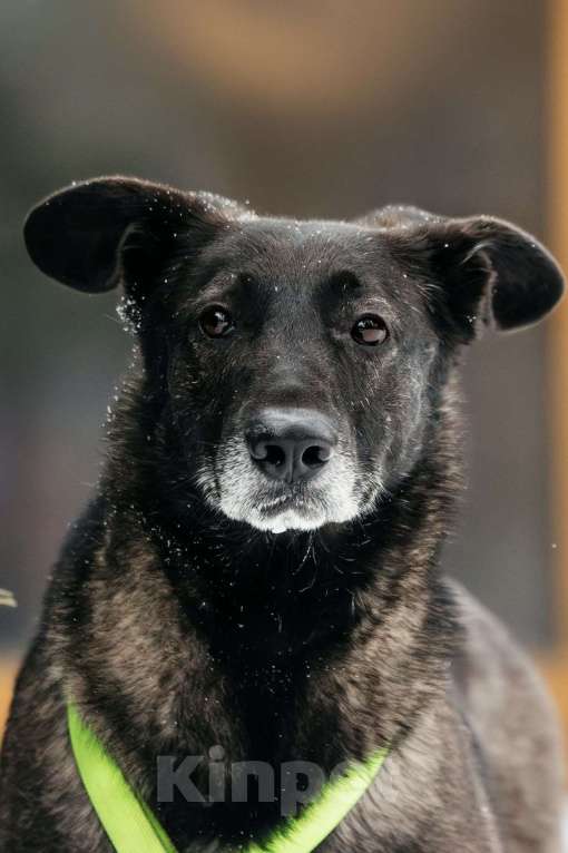 Собаки в Москве: Добрый Дали ищет дом Мальчик, Бесплатно - фото 9