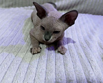 Кошки в других городах Московской области: Канадский сфинкс котенок девочка Девочка, 25 000 руб. - фото 2