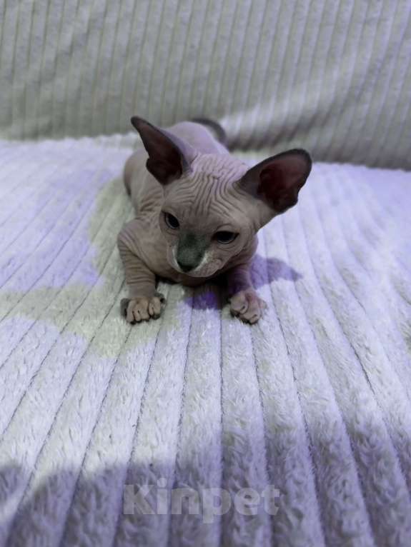 Кошки в других городах Московской области: Канадский сфинкс котенок девочка Девочка, 25 000 руб. - фото 2