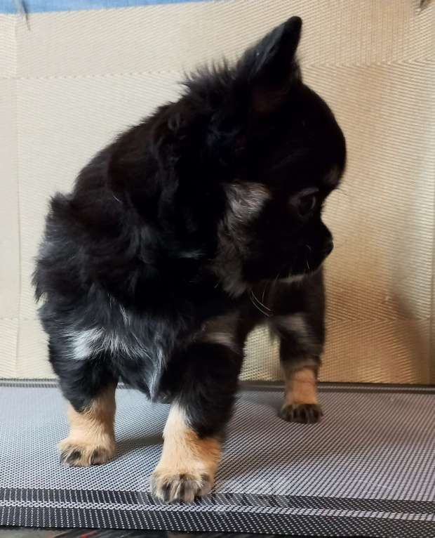 Собаки в Новосибирске: Фантастика, жгучая брюнетка Девочка, 35 000 руб. - фото 4