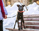 Собаки в Солнечногорске: Маленькая собачка в дар Девочка, Бесплатно - фото 3