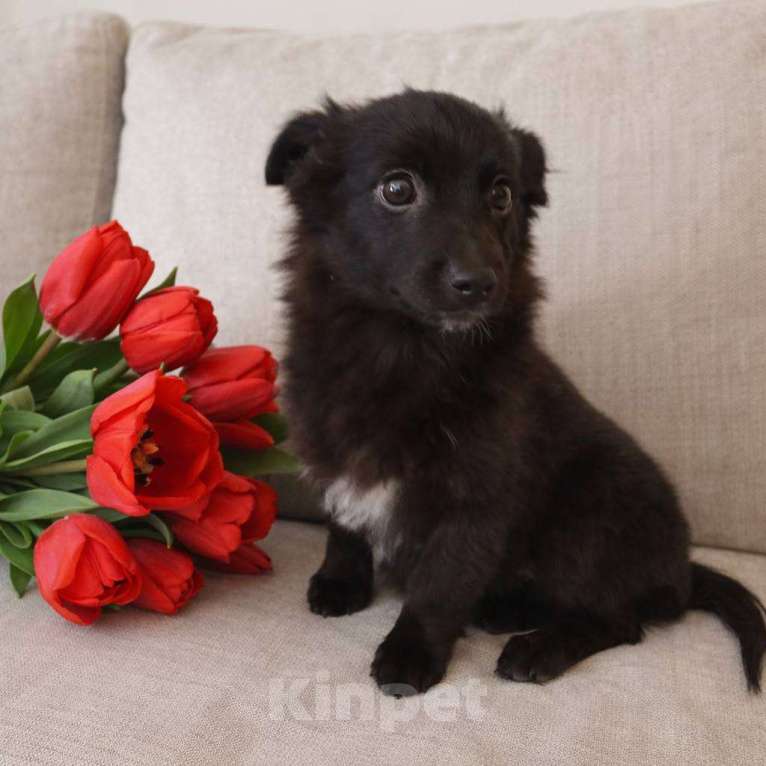 Собаки в Москве: в добрые руки небольшая собака Мальчик, Бесплатно - фото 3