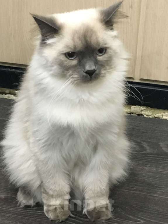 Кошки в Тюмени: Срочно Отдам кота бесплатно в связи с переезом Мальчик, Бесплатно - фото 1