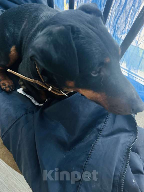 Собаки в Севастополе: Потерялся в районе Пляжа Нахимовец Мальчик, Бесплатно - фото 3