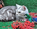 Кошки в Новосибирске: Котенок британец  Мальчик, 5 000 руб. - фото 3