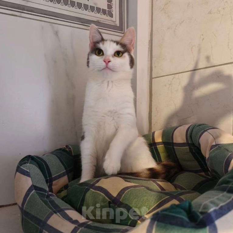 Кошки в Москве: Ласковая кошечка Вафелька Девочка, Бесплатно - фото 3