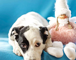 Собаки в Москве: Белый щенок Эмми в добрые руки Девочка, 1 руб. - фото 3
