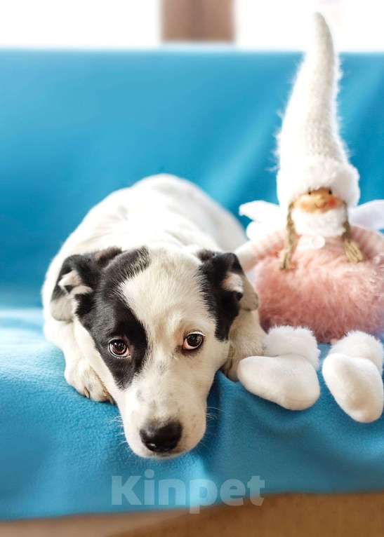 Собаки в Москве: Белый щенок Эмми в добрые руки Девочка, 1 руб. - фото 3