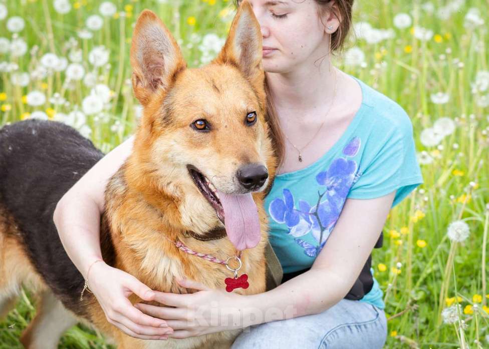 Собаки в Москве: Ласковый мальчишка в добрые руки! Мальчик, Бесплатно - фото 3