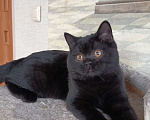 Кошки в Санкт-Петербурге: Черная британская красотка Девочка, 50 000 руб. - фото 6