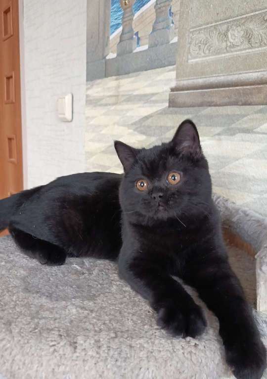 Кошки в Санкт-Петербурге: Черная британская красотка Девочка, 50 000 руб. - фото 6