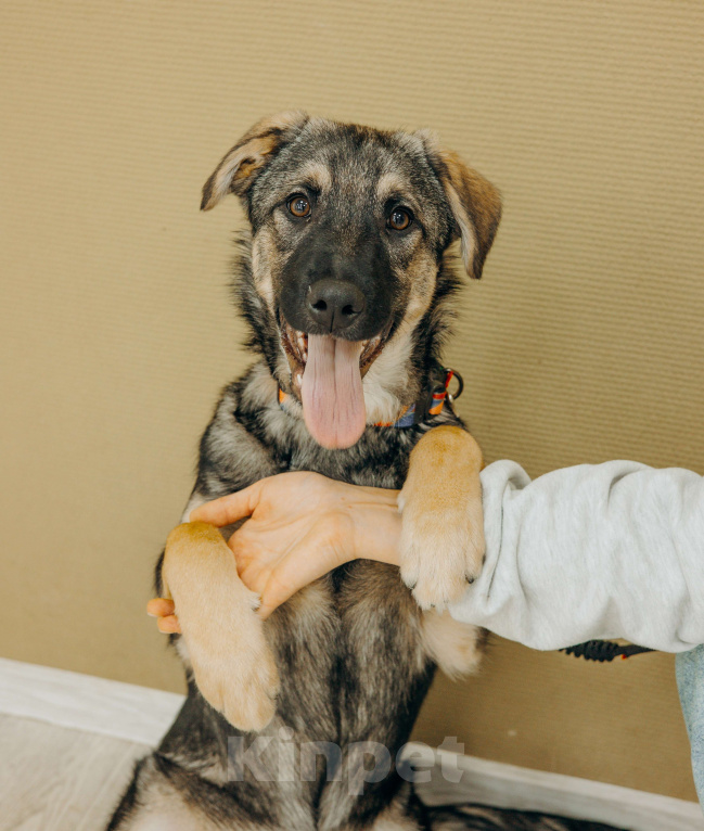 Собаки в Москве: Щенки бесплатно в Москве Мальчик, Бесплатно - фото 2