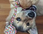 Собаки в Москве: Щенок Рэй ищет дом Мальчик, Бесплатно - фото 3