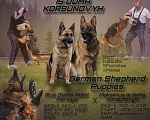 Собаки в Краснодаре: ЩЕНКИ НЕМЕЦКОЙ ОВЧАРКИ Мальчик, Бесплатно - фото 1