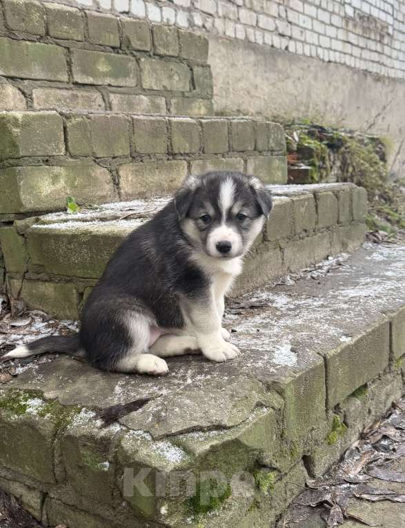 Собаки в Киржаче: Щенки ищут дом и доброго человека! Мальчик, Бесплатно - фото 4