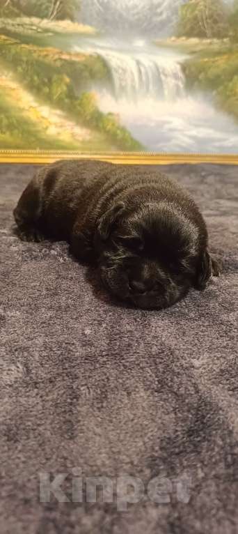 Собаки в Москве: Щенки Лабрадора Девочка, 120 000 руб. - фото 1