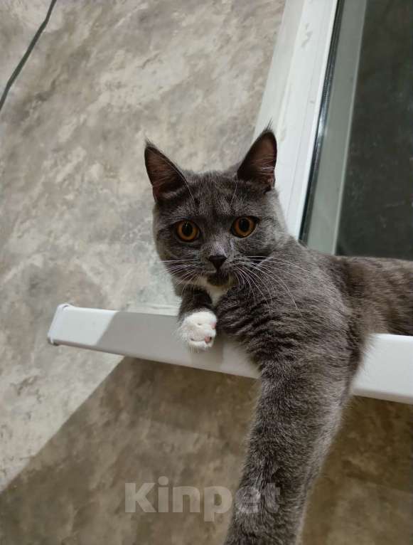 Кошки в Оренбурге: Пропала кошка Девочка, 1 руб. - фото 1
