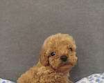 Собаки в Подпорожье: Мини щенок той-пудель Мальчик, 70 000 руб. - фото 3