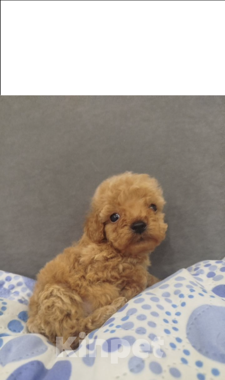 Собаки в Подпорожье: Мини щенок той-пудель Мальчик, 70 000 руб. - фото 3