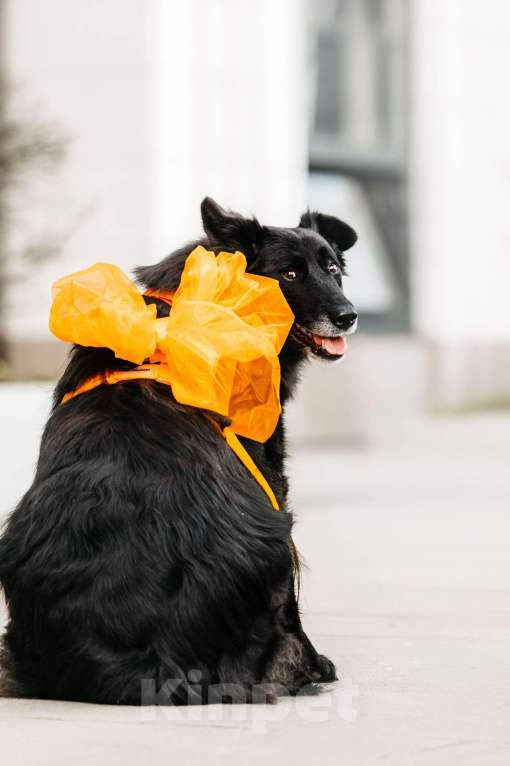 Собаки в Москве: Знакомьтесь, ее зовут Шанти! Девочка, Бесплатно - фото 9