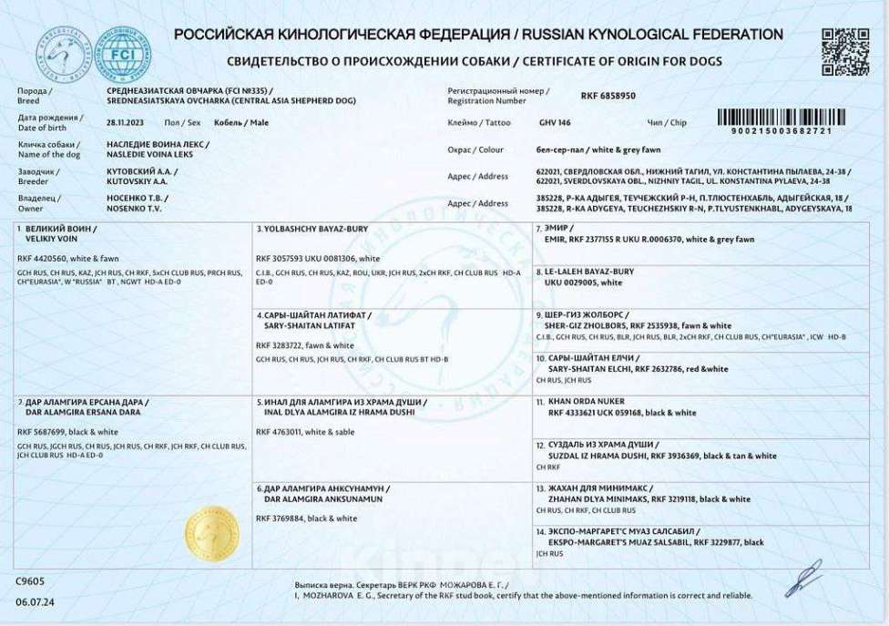 Собаки в Краснодаре: Кобель САО (вязка) Мальчик, Бесплатно - фото 7