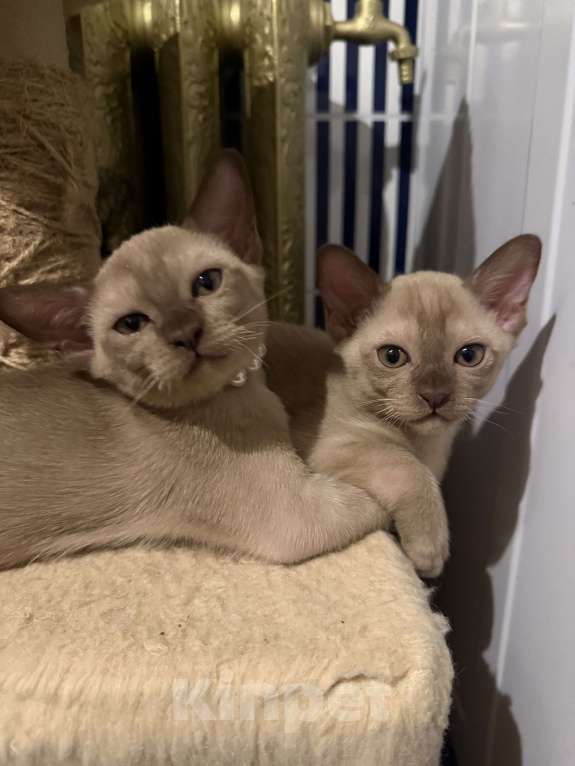 Кошки в Санкт-Петербурге: Бурманский котенок ( шоколад ) Мальчик, 33 000 руб. - фото 2